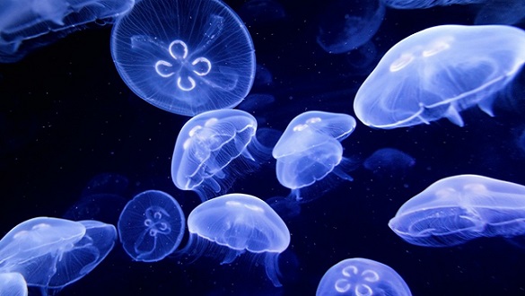 underwater image of jellyfishes