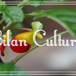 bilan culturel