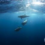 insoutenables longues etreintes