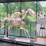 visite Museum Toulouse