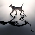 Les doubles vies du chat de Schrodinger