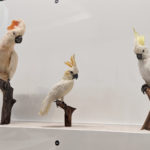 expo l'oiseau rare, de l'hirondelle au kakapo