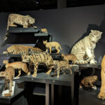 photo de félins, prise à l'expo Félins au Museum de Paris en novembre 2023