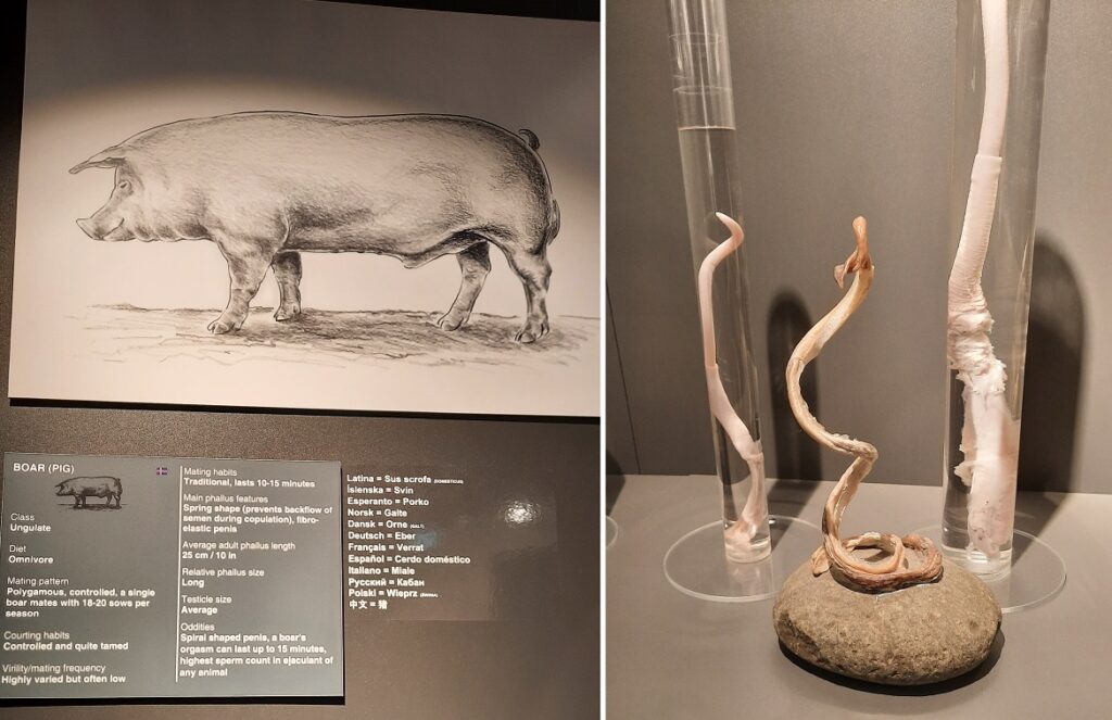 Musée Phallologique de Reykjavik © culture déconfiture