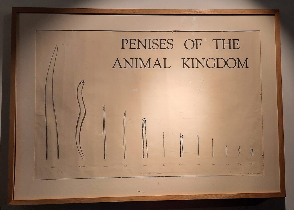 Musée Phallologique de Reykjavik © culture déconfiture