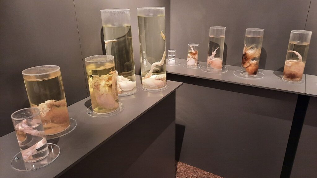 Musée Phallologique de Reykjavik © culture déconfiture