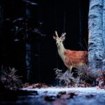 Neige Pauline Bureau