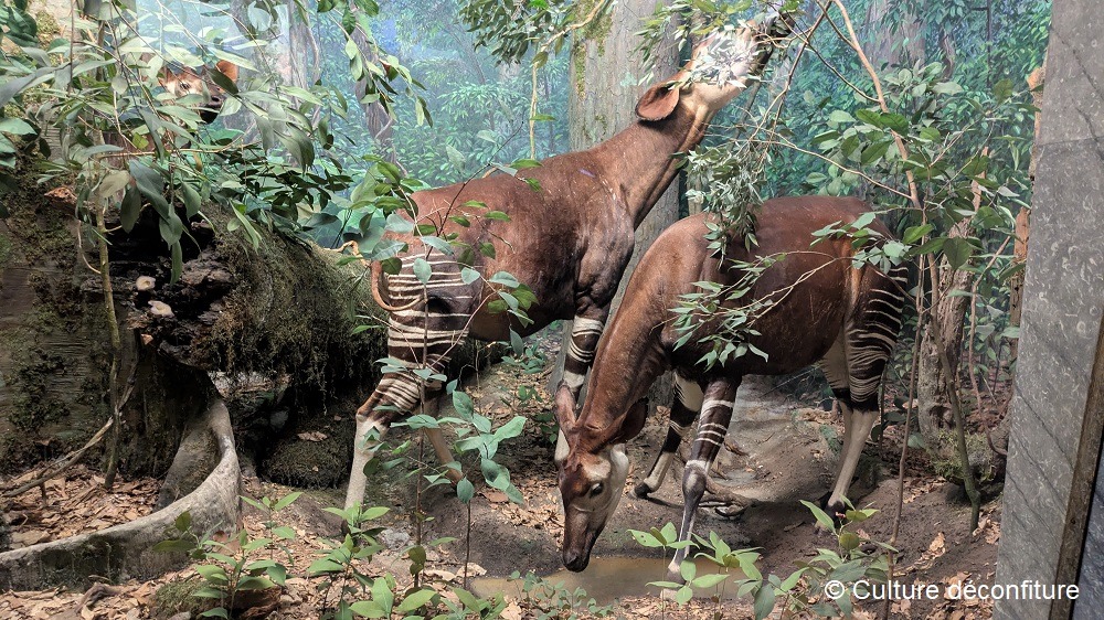 Musée d'Histoire Naturelle de New York 20260728 © Culture déconfiture