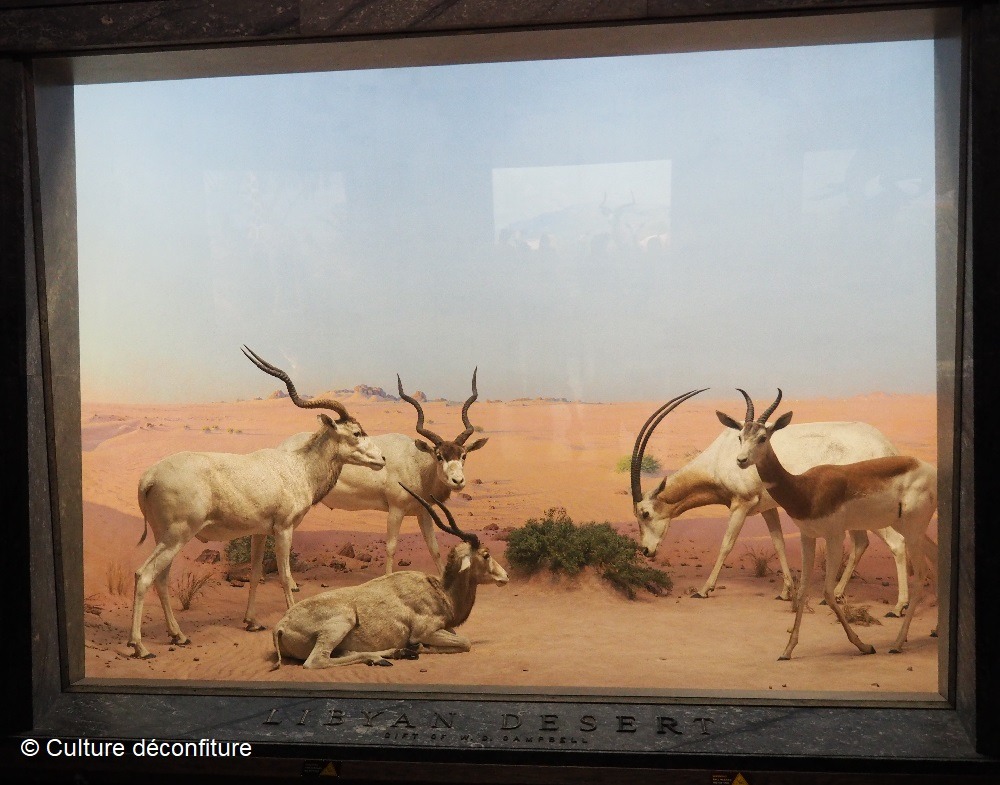 Musée d'Histoire Naturelle de New York 20260728 © Culture déconfiture