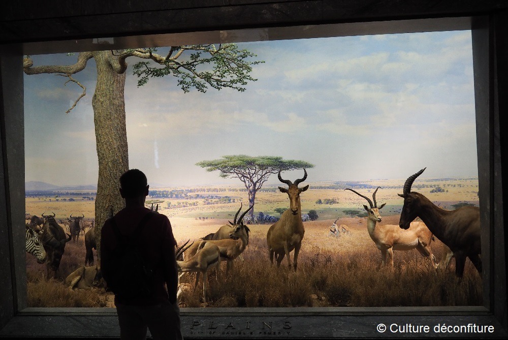 Musée d'Histoire Naturelle de New York 20260728 © Culture déconfiture