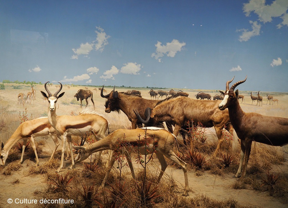 Musée d'Histoire Naturelle de New York 20260728 © Culture déconfiture
