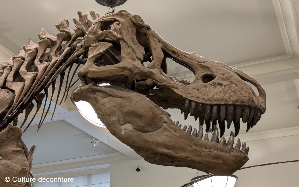 Musée d'Histoire Naturelle de New York 20260728 © Culture déconfiture