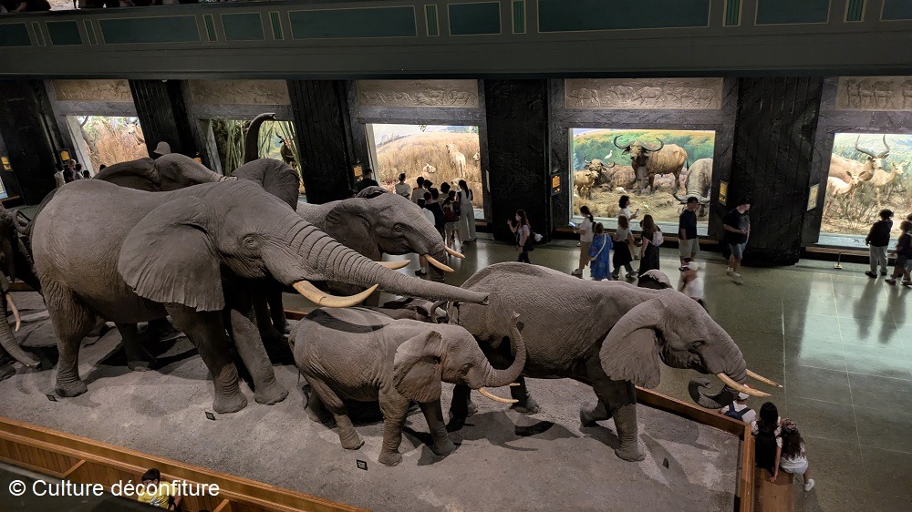 Musée d'Histoire Naturelle de New York 20260728 © Culture déconfiture