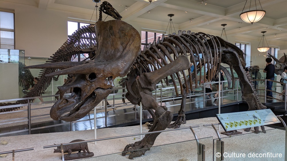Musée d'Histoire Naturelle de New York 20260728 © Culture déconfiture