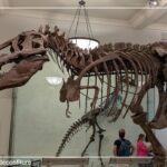 Musée d'Histoire Naturelle de New York 20260728 © Culture déconfiture